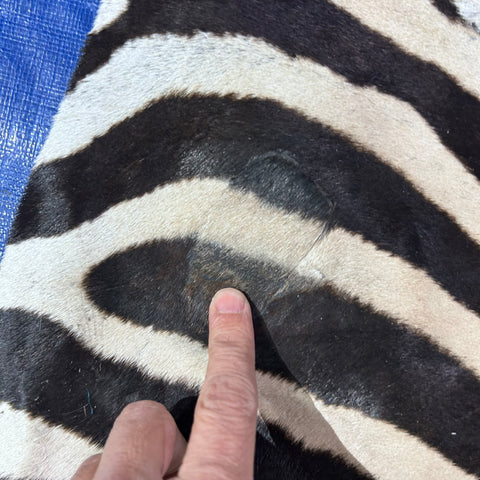 Zebra Skin Rug # 68 (HUGE/ 1 stitch/Tail is 31") Size: 8.5x7 feet