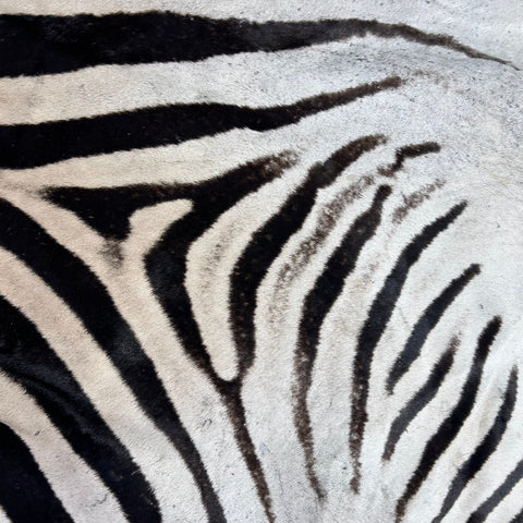 Zebra Skin Rug # 68 (HUGE/ 1 stitch/Tail is 31") Size: 8.5x7 feet