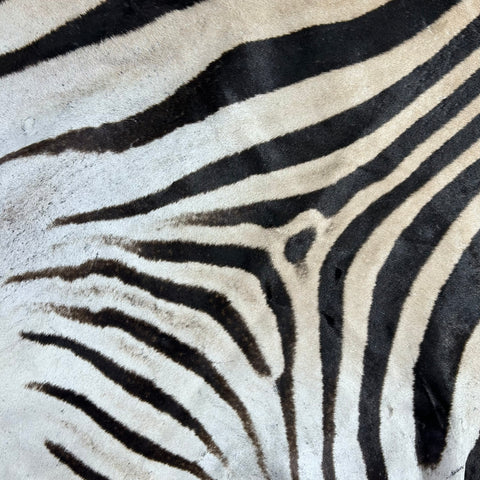 Zebra Skin Rug # 68 (HUGE/ 1 stitch/Tail is 31") Size: 8.5x7 feet