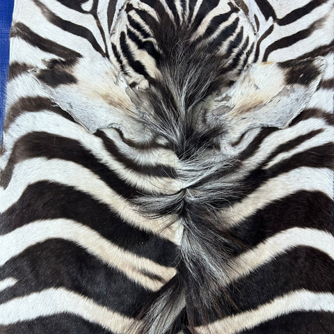 Zebra Skin Rug # 69 (SMALL/ 1 stitch/Tail is 20") Size: 7x5 feet