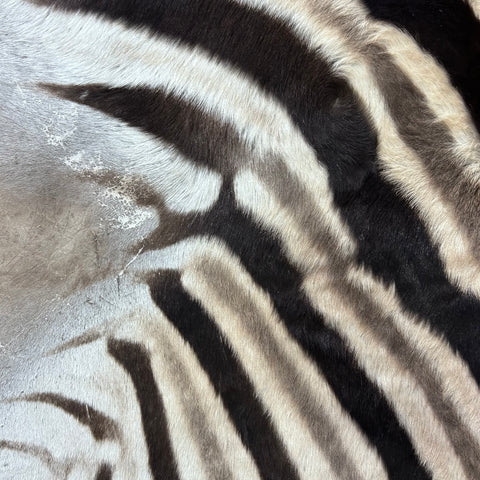 Zebra Skin Rug # 69 (SMALL/ 1 stitch/Tail is 20") Size: 7x5 feet