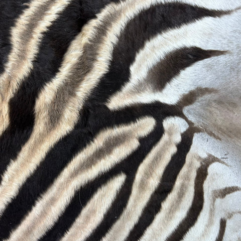 Zebra Skin Rug # 69 (SMALL/ 1 stitch/Tail is 20") Size: 7x5 feet