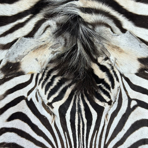 Zebra Skin Rug # 69 (SMALL/ 1 stitch/Tail is 20") Size: 7x5 feet