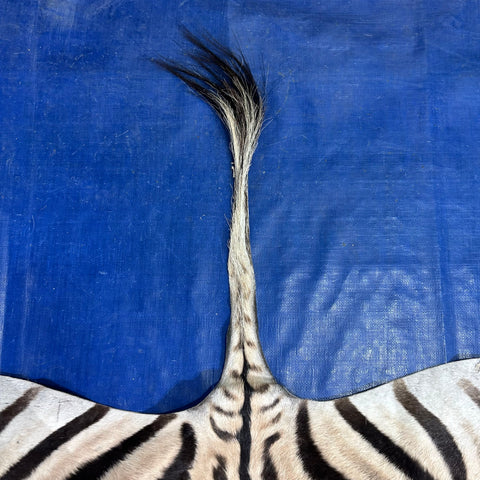 Zebra Skin Rug # 69 (SMALL/ 1 stitch/Tail is 20") Size: 7x5 feet