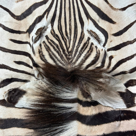 Zebra Face # 70 Size: 34x19"