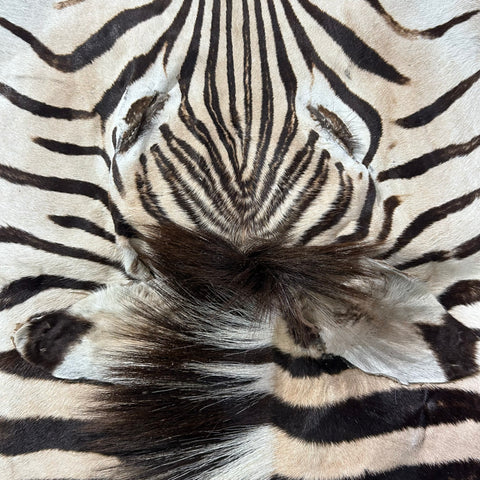 Zebra Face # 70 Size: 34x19"