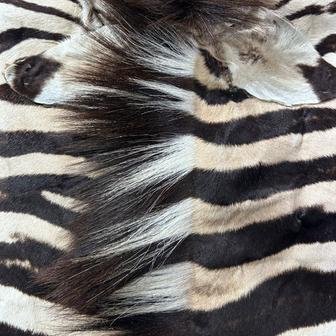 Zebra Face # 70 Size: 34x19"