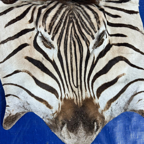 Zebra Face # 70 Size: 34x19"