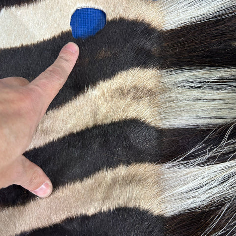 Zebra Face # 70 Size: 34x19"