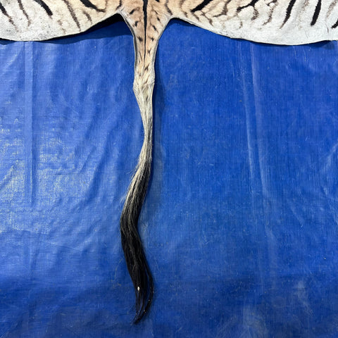 Real Zebra Back Skin # 71 (Tail is 31") Size: 34x72"