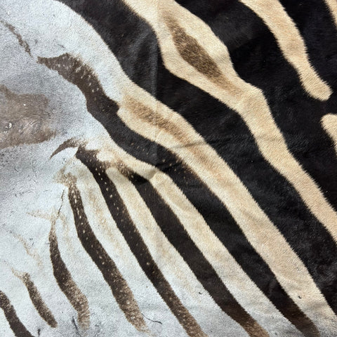 Real Zebra Back Skin # 72 (Tail is 24") Size: 32x73"