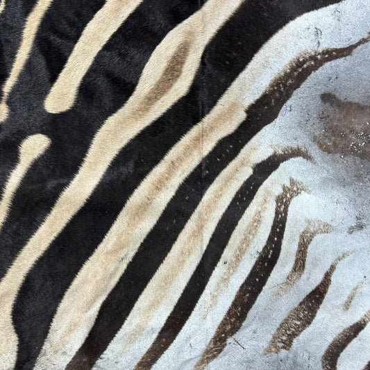 Real Zebra Back Skin # 72 (Tail is 24") Size: 32x73"