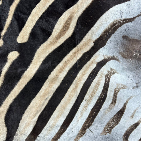Real Zebra Back Skin # 72 (Tail is 24") Size: 32x73"