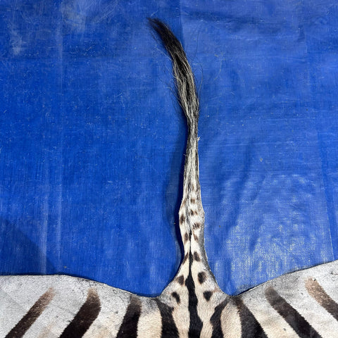Real Zebra Back Skin # 72 (Tail is 24") Size: 32x73"