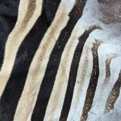 Real Zebra Back Skin # 72 (Tail is 24") Size: 32x73"