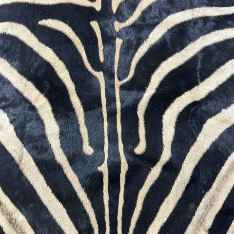 Real Zebra Skin Rug Hide # 50 Size: 8 X 6 feet Genuine Burchells Zebra Hide