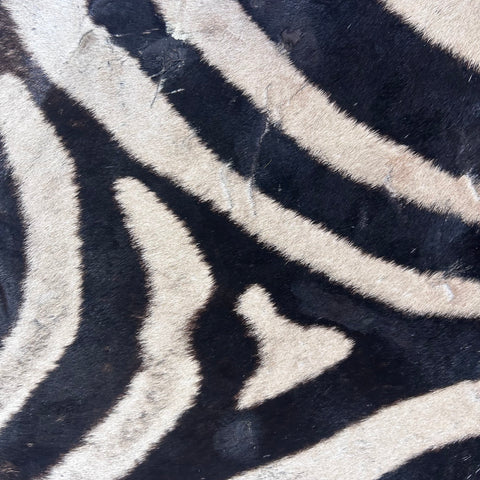 Real Zebra Skin Rug Hide # 50 Size: 8 X 6 feet Genuine Burchells Zebra Hide
