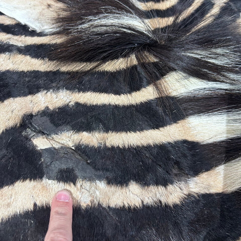 Real Zebra Skin Rug Hide # 50 Size: 8 X 6 feet Genuine Burchells Zebra Hide