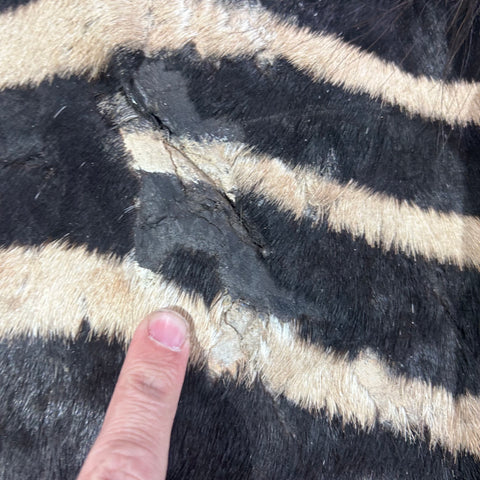 Real Zebra Skin Rug Hide # 50 Size: 8 X 6 feet Genuine Burchells Zebra Hide