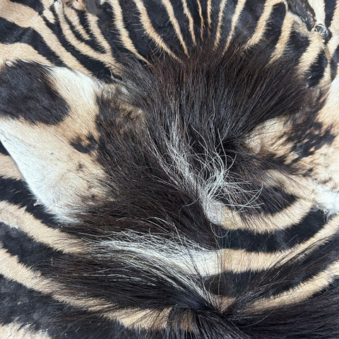 Real Zebra Skin Rug Hide # 50 Size: 8 X 6 feet Genuine Burchells Zebra Hide