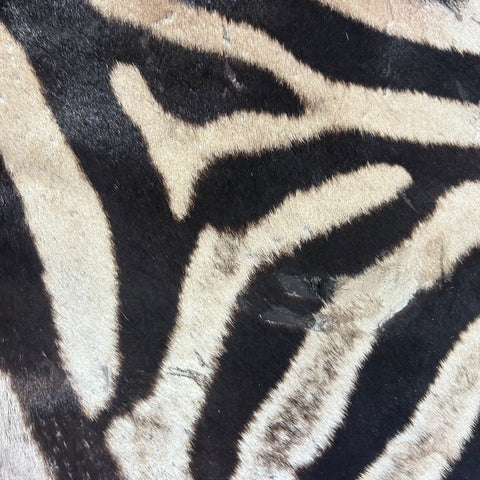 Real Zebra Skin Rug Hide # 50 Size: 8 X 6 feet Genuine Burchells Zebra Hide