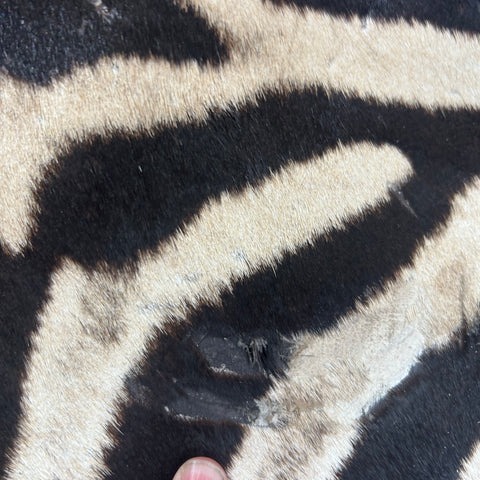 Real Zebra Skin Rug Hide # 50 Size: 8 X 6 feet Genuine Burchells Zebra Hide