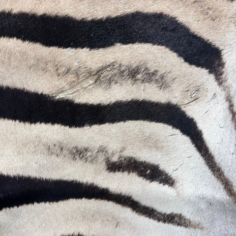 Real Zebra Skin Rug Hide # 50 Size: 8 X 6 feet Genuine Burchells Zebra Hide