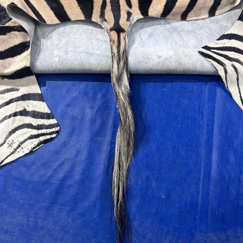 Real Zebra Skin Rug Hide # 50 Size: 8 X 6 feet Genuine Burchells Zebra Hide