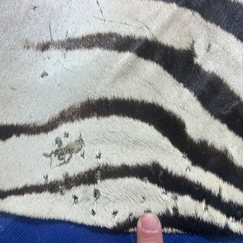 Real Zebra Skin Rug Hide # 50 Size: 8 X 6 feet Genuine Burchells Zebra Hide