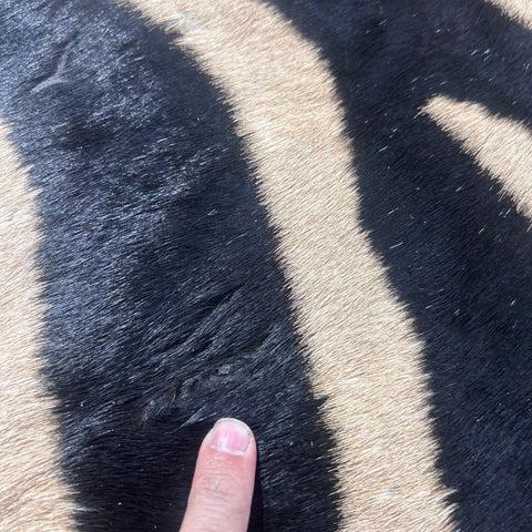 Real Zebra Skin Rug Hide # 50 Size: 8 X 6 feet Genuine Burchells Zebra Hide