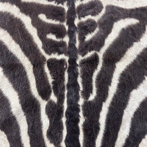 Real Zebra Skin Rug Hide # 51 Size: 8 X 6.7 feet Genuine Brown Striped Zebra