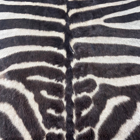 Real Zebra Skin Rug Hide # 51 Size: 8 X 6.7 feet Genuine Brown Striped Zebra