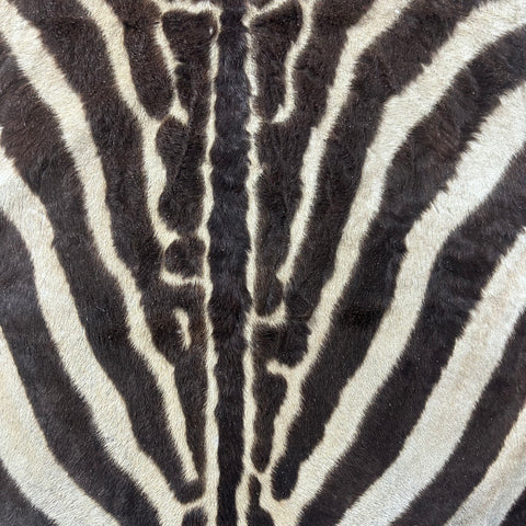 Real Zebra Skin Rug Hide # 51 Size: 8 X 6.7 feet Genuine Brown Striped Zebra