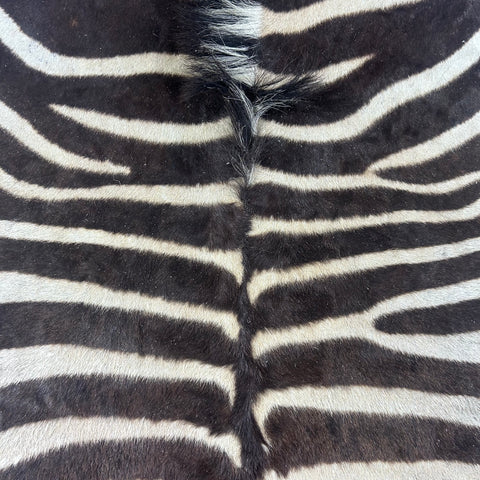 Real Zebra Skin Rug Hide # 51 Size: 8 X 6.7 feet Genuine Brown Striped Zebra