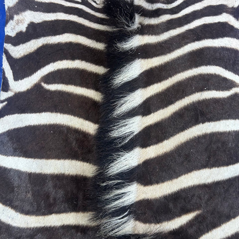 Real Zebra Skin Rug Hide # 51 Size: 8 X 6.7 feet Genuine Brown Striped Zebra