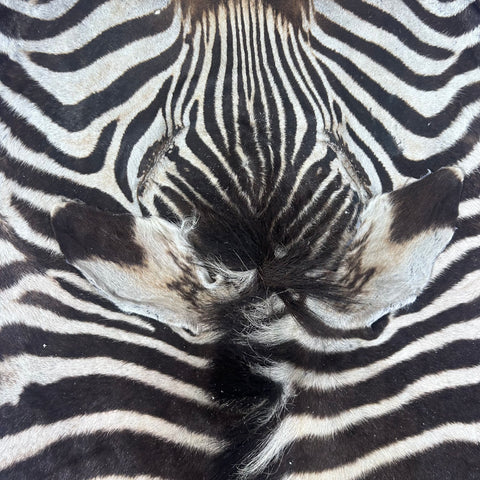 Real Zebra Skin Rug Hide # 51 Size: 8 X 6.7 feet Genuine Brown Striped Zebra
