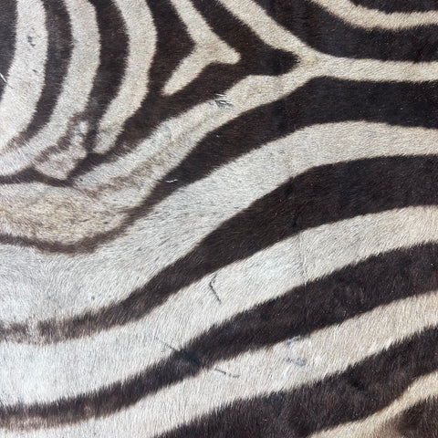 Real Zebra Skin Rug Hide # 51 Size: 8 X 6.7 feet Genuine Brown Striped Zebra