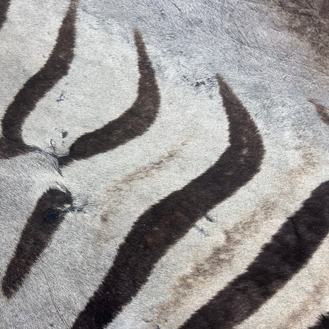Real Zebra Skin Rug Hide # 51 Size: 8 X 6.7 feet Genuine Brown Striped Zebra