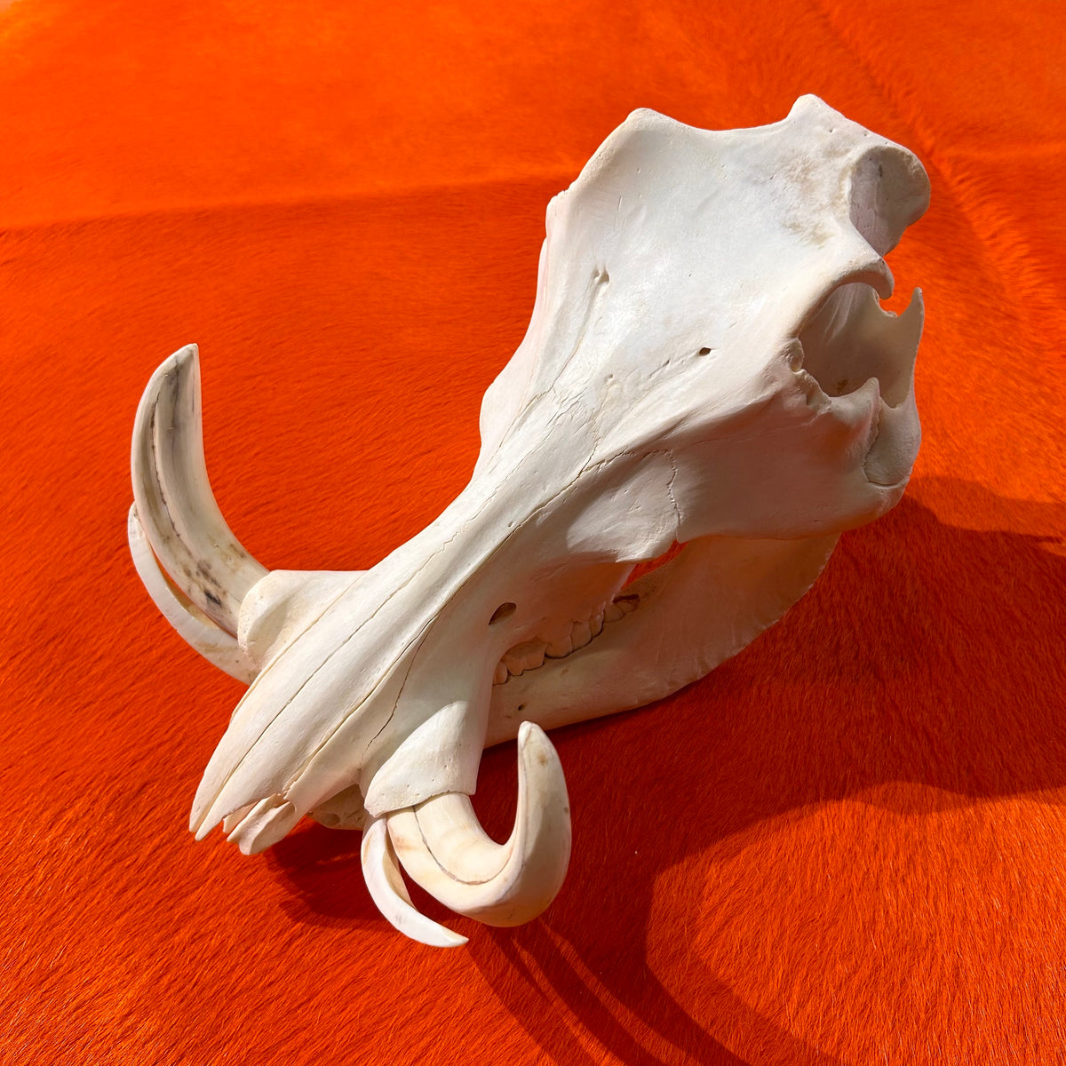 African Warthog Skull - Real Wild Pig Cranium - Approximate Size: About 12" long X 9" wide X 8" deep