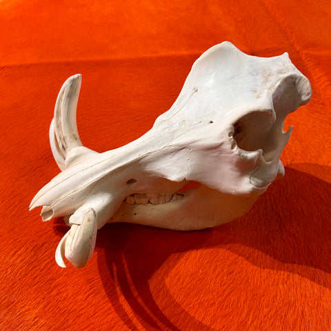 African Warthog Skull - Real Wild Pig Cranium - Approximate Size: About 12" long X 9" wide X 8" deep