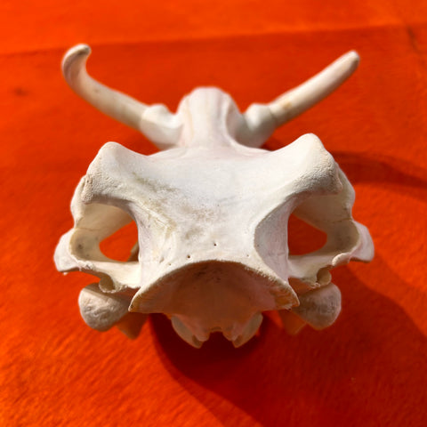 African Warthog Skull - Real Wild Pig Cranium - Approximate Size: About 12" long X 9" wide X 8" deep