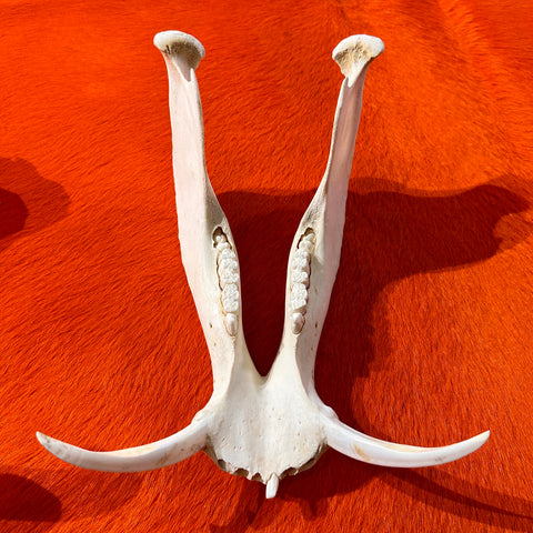 African Warthog Skull - Real Wild Pig Cranium - Approximate Size: About 12" long X 9" wide X 8" deep