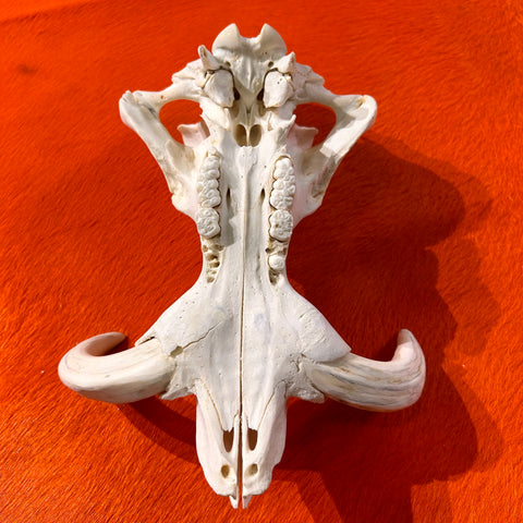 African Warthog Skull - Real Wild Pig Cranium - Approximate Size: About 12" long X 9" wide X 8" deep