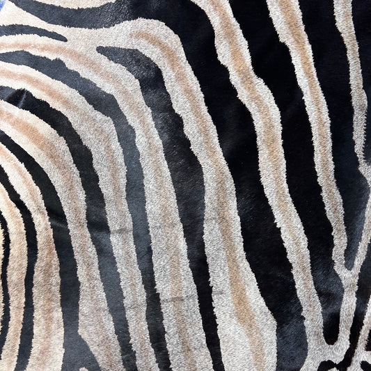 Dark Genuine Zebra Cowhide Rug (background is dark grey) Size: 6.2x5.7 feet Z-013