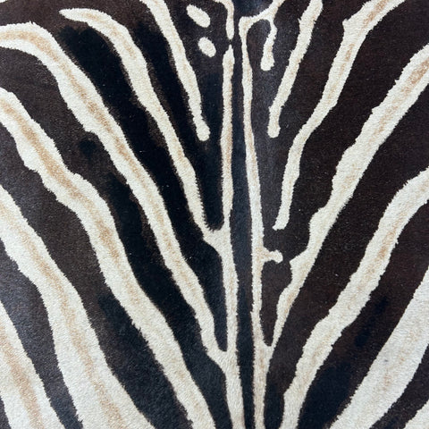 Light Genuine Zebra Cowhide Rug Size: 7x5.5 feet Z-024