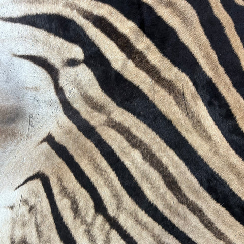 Real Zebra Back Skin (Tail is 29") # 73 Size: 8x5.5 feet