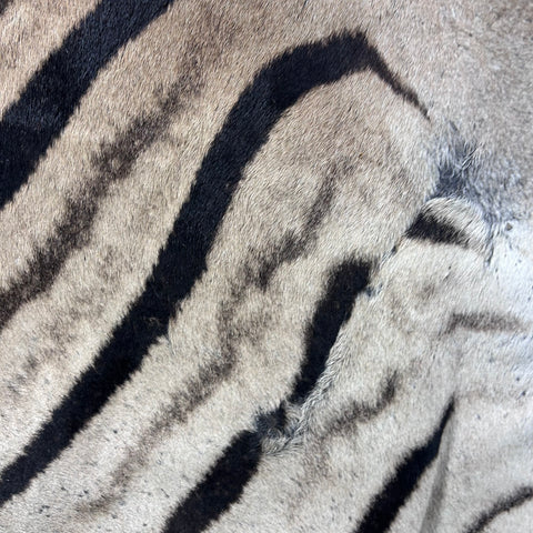 Real Zebra Back Skin (Tail is 29") # 73 Size: 8x5.5 feet