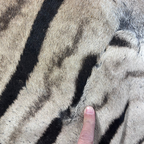 Real Zebra Back Skin (Tail is 29") # 73 Size: 8x5.5 feet