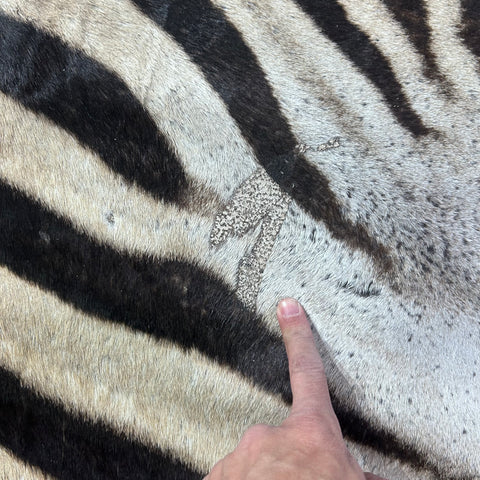 Real Zebra Back Skin (Tail is 29") # 73 Size: 8x5.5 feet