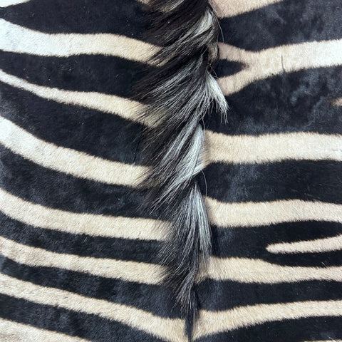 Real Zebra Back Skin (Tail is 29") # 73 Size: 8x5.5 feet